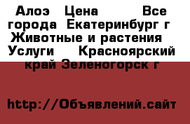 Алоэ › Цена ­ 150 - Все города, Екатеринбург г. Животные и растения » Услуги   . Красноярский край,Зеленогорск г.